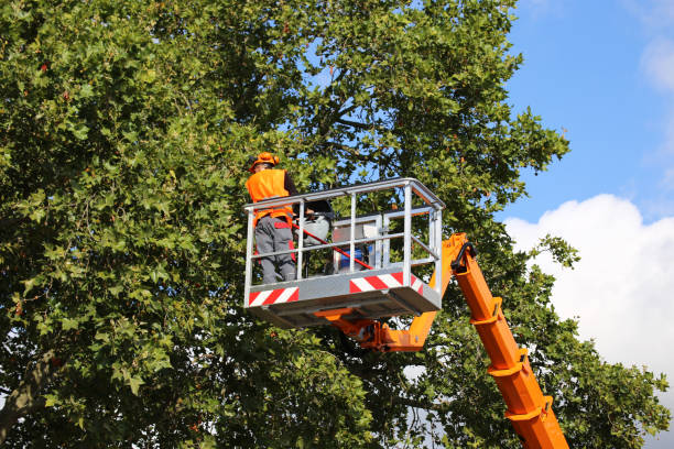 Best Residential Tree Removal  in San Bernardino, CA